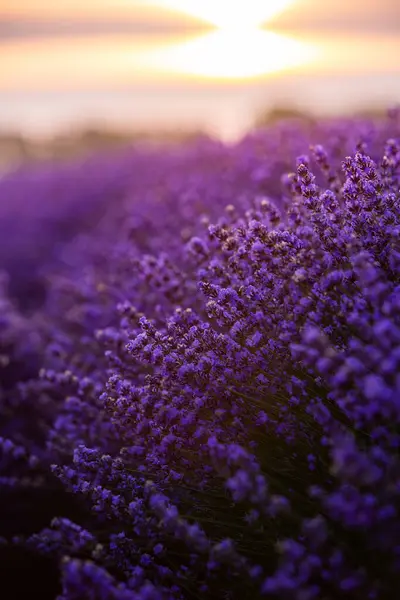 Wunderschönes Lavendelfeld Bei Sonnenaufgang Lila Blume Hintergrund Blühen Violette Aromatische — Stockfoto