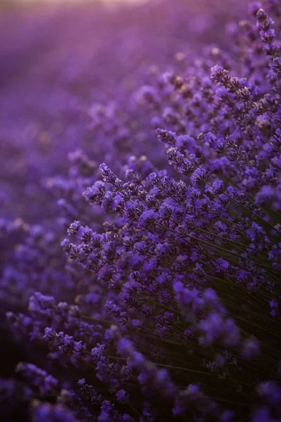 Wunderschönes Lavendelfeld Bei Sonnenaufgang Lila Blume Hintergrund Blühen Violette Aromatische — Stockfoto