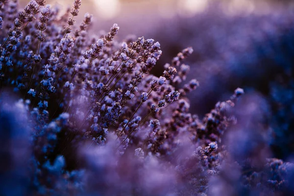 Wunderschönes Lavendelfeld Bei Sonnenaufgang Lila Blume Hintergrund Blühen Violette Aromatische — Stockfoto