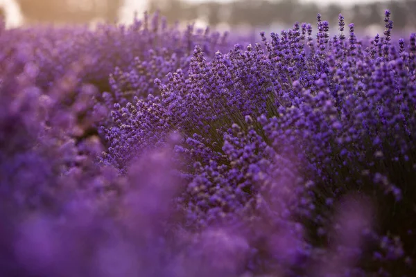 Belo Campo Lavanda Nascer Sol Fundo Flor Roxa Plantas Aromáticas — Fotografia de Stock