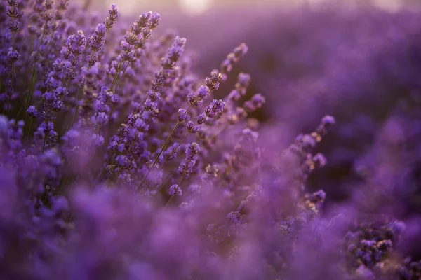 Красивое Лавандовое Поле Рассвете Фиолетовый Цветочный Фон Цветущие Фиолетовые Ароматические — стоковое фото
