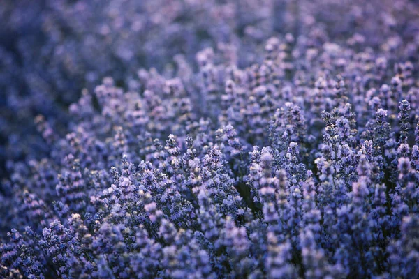 Hermoso Campo Lavanda Amanecer Fondo Flor Púrpura Flor Violeta Plantas — Foto de Stock