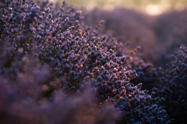 Wunderschönes Lavendelfeld Bei Sonnenaufgang Lila Blume Hintergrund Blühen Violette Aromatische — Stockfoto