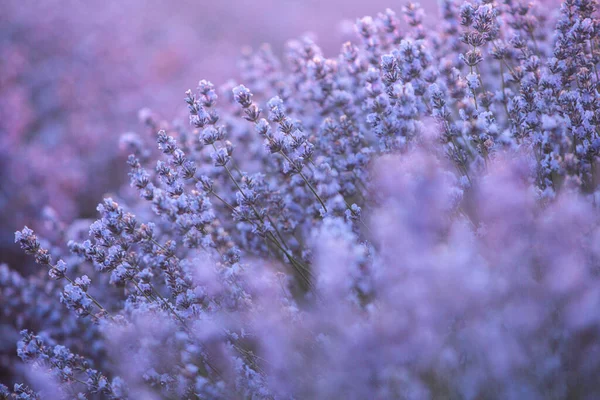 Красивое Лавандовое Поле Рассвете Фиолетовый Цветочный Фон Цветущие Фиолетовые Ароматические — стоковое фото