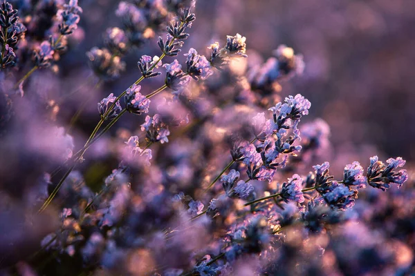 日の出の美しいラベンダー畑 紫色の花の背景 紫色の芳香植物 — ストック写真