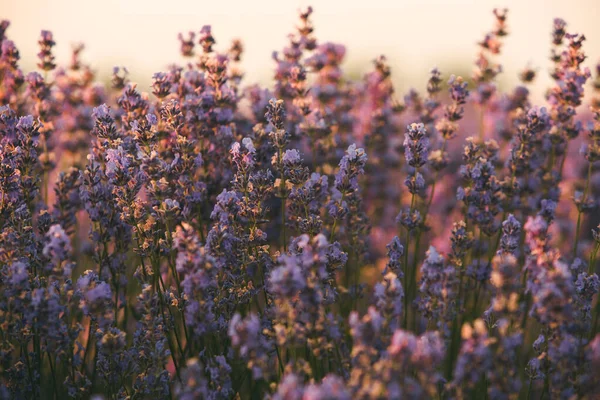 Beautiful Lavender Field Sunrise Purple Flower Background Blossom Violet Aromatic — Stock Photo, Image