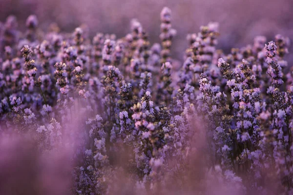 Wunderschönes Lavendelfeld Bei Sonnenaufgang Lila Blume Hintergrund Blühen Violette Aromatische — Stockfoto