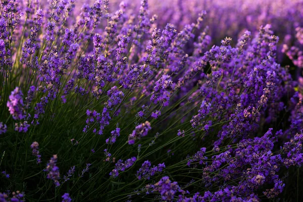 Prachtig Lavendelveld Bij Zonsopgang Paarse Bloem Achtergrond Bloesem Violette Aromatische — Stockfoto