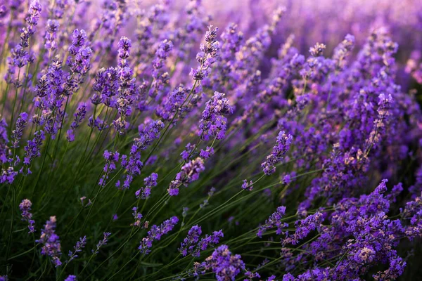 Beautiful Lavender Field Sunrise Purple Flower Background Blossom Violet Aromatic — Stock Photo, Image