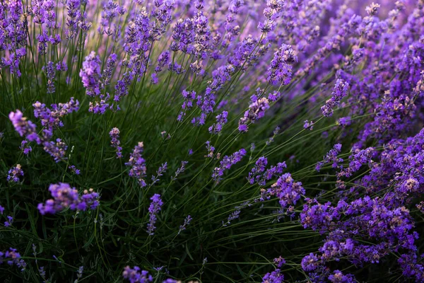 Belo Campo Lavanda Nascer Sol Fundo Flor Roxa Plantas Aromáticas — Fotografia de Stock