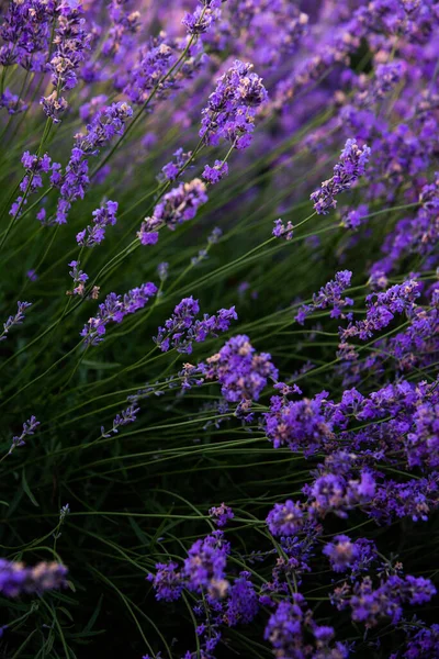 Hermoso Campo Lavanda Amanecer Fondo Flor Púrpura Flor Violeta Plantas —  Fotos de Stock