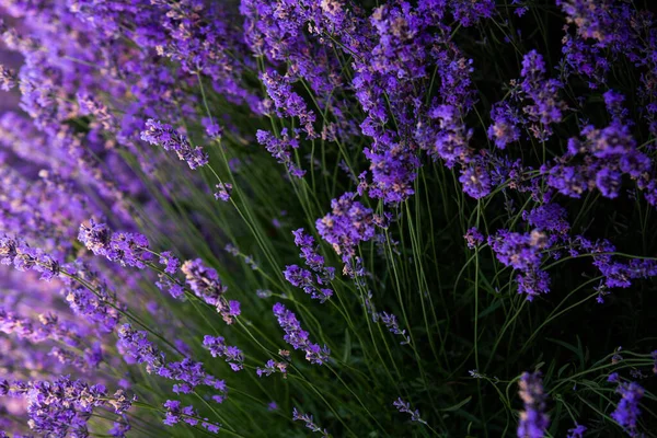 Belo Campo Lavanda Nascer Sol Fundo Flor Roxa Plantas Aromáticas — Fotografia de Stock