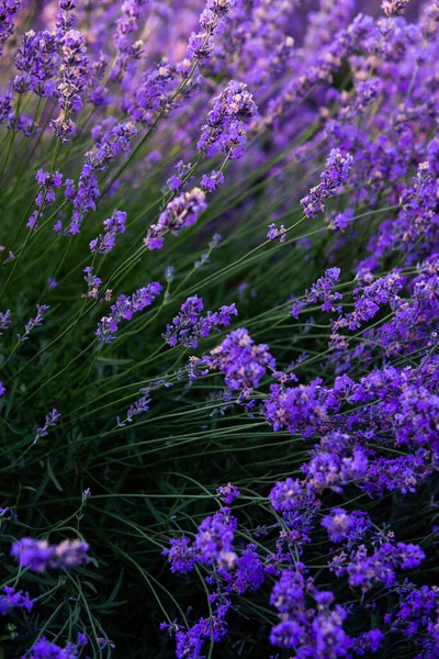 日出时美丽的薰衣草地 紫色的花朵背景 花紫罗兰芳香植物 — 图库照片