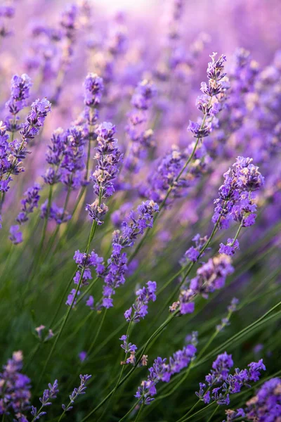 Wunderschönes Lavendelfeld Bei Sonnenaufgang Lila Blume Hintergrund Blühen Violette Aromatische — Stockfoto