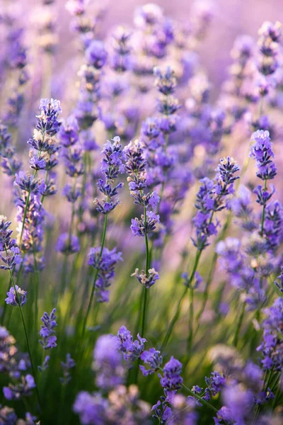 Hermoso Campo Lavanda Amanecer Fondo Flor Púrpura Flor Violeta Plantas —  Fotos de Stock