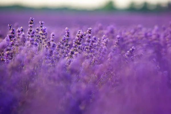 Prachtig Lavendelveld Bij Zonsopgang Paarse Bloem Achtergrond Bloesem Violette Aromatische — Stockfoto