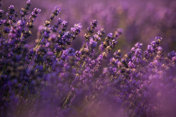 Belo Campo Lavanda Nascer Sol Fundo Flor Roxa Plantas Aromáticas — Fotografia de Stock