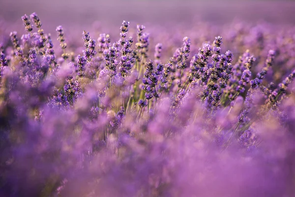 Belo Campo Lavanda Nascer Sol Fundo Flor Roxa Plantas Aromáticas — Fotografia de Stock