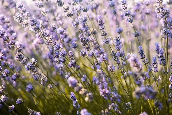 Bellissimo Campo Lavanda All Alba Sfondo Fiore Viola Piante Aromatiche — Foto Stock