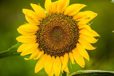 Gün batımına karşı çiçek açan güzel ayçiçekleri altın ışık ve bulanık arka plan.