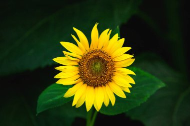 Gün batımına karşı çiçek açan güzel ayçiçekleri altın ışık ve bulanık arka plan.