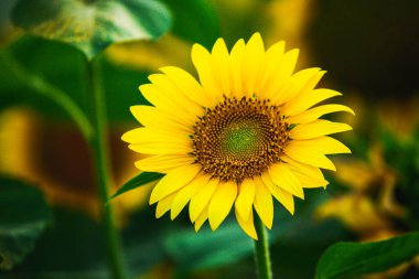 Gün batımına karşı çiçek açan güzel ayçiçekleri altın ışık ve bulanık arka plan.