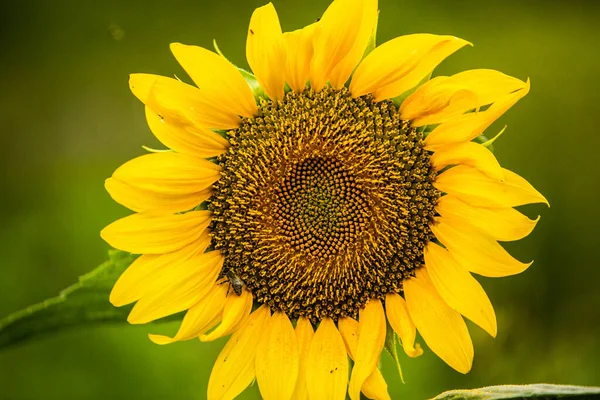 Mooi Veld Van Bloeiende Zonnebloemen Tegen Zonsondergang Gouden Licht Wazig — Stockfoto