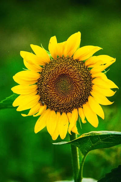 Schöne Feld Blühender Sonnenblumen Gegen Sonnenuntergang Goldenes Licht Und Verschwommene — Stockfoto