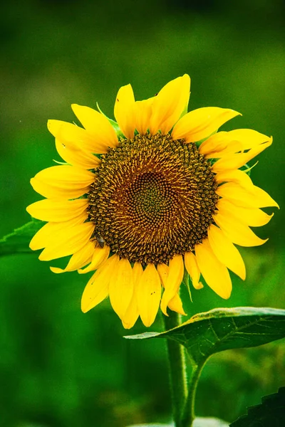 Hermoso Campo Girasoles Flor Contra Atardecer Luz Dorada Fondo Paisaje — Foto de Stock