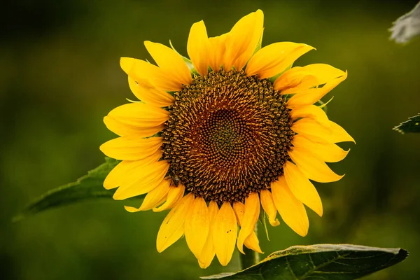 Mooi Veld Van Bloeiende Zonnebloemen Tegen Zonsondergang Gouden Licht Wazig — Stockfoto