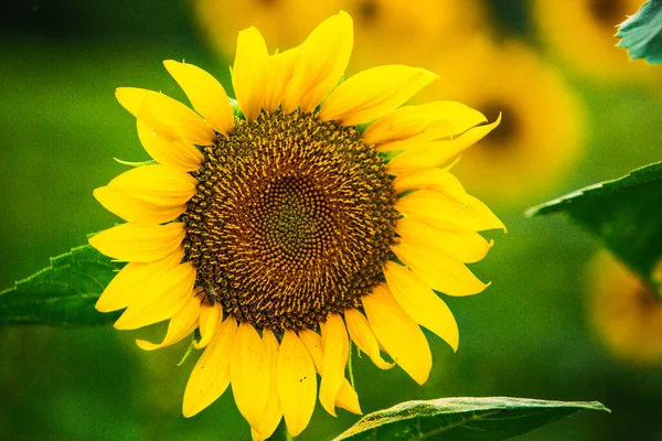 Bellissimo Campo Girasoli Fiore Contro Tramonto Luce Dorata Sfondo Paesaggio — Foto Stock