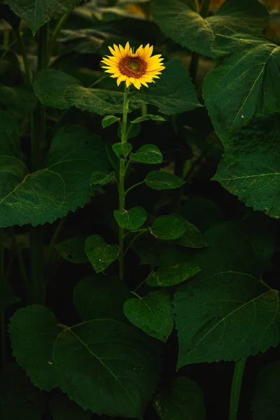 Vackert Fält Blommande Solrosor Mot Solnedgång Gyllene Ljus Och Suddiga — Stockfoto