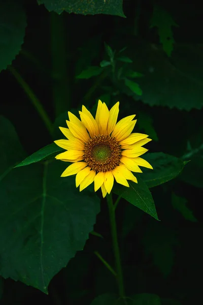 Krásné Pole Kvetoucích Slunečnic Proti Západu Slunce Zlaté Světlo Rozmazané — Stock fotografie