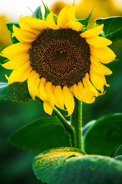 Bellissimo Campo Girasoli Fiore Contro Tramonto Luce Dorata Sfondo Paesaggio — Foto Stock