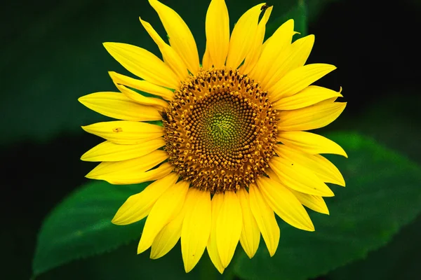 Mooi Veld Van Bloeiende Zonnebloemen Tegen Zonsondergang Gouden Licht Wazig — Stockfoto