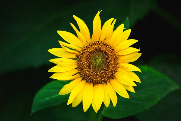 Bellissimo Campo Girasoli Fiore Contro Tramonto Luce Dorata Sfondo Paesaggio — Foto Stock