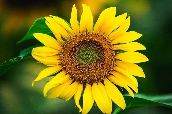 Прекрасне Поле Квітучих Соняшників Фоні Заходу Сонця Золоте Світло Розмитий — стокове фото