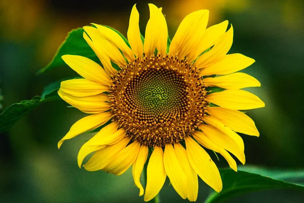 Gyönyörű Mező Virágzó Napraforgók Ellen Naplemente Arany Fény Homályos Táj — Stock Fotó