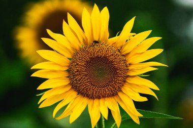 Gün batımına karşı çiçek açan güzel ayçiçekleri altın ışık ve bulanık arka plan.