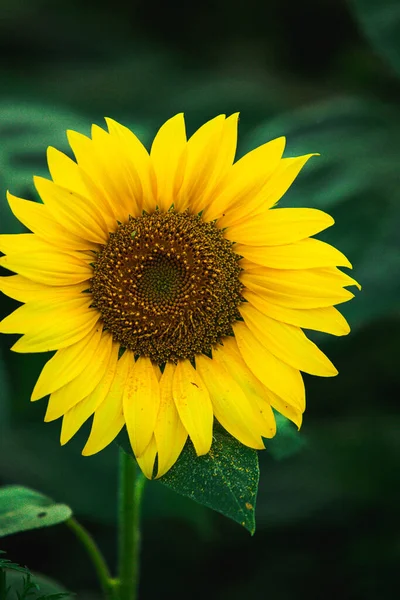 Mooi Veld Van Bloeiende Zonnebloemen Tegen Zonsondergang Gouden Licht Wazig — Stockfoto