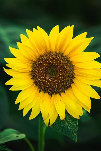 Bellissimo Campo Girasoli Fiore Contro Tramonto Luce Dorata Sfondo Paesaggio — Foto Stock