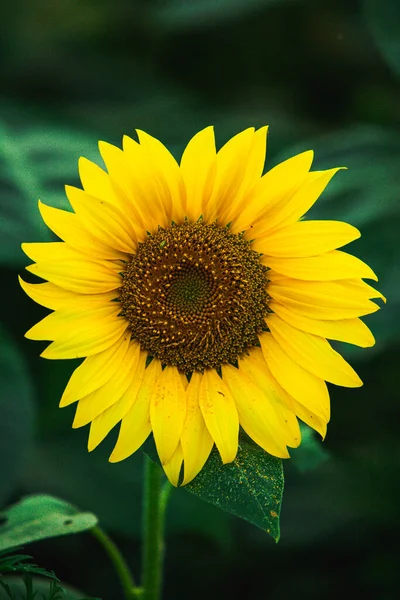 Mooi Veld Van Bloeiende Zonnebloemen Tegen Zonsondergang Gouden Licht Wazig — Stockfoto