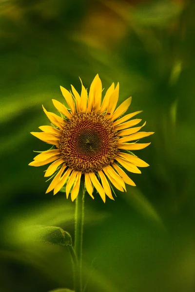 Прекрасне Поле Квітучих Соняшників Фоні Заходу Сонця Золоте Світло Розмитий — стокове фото