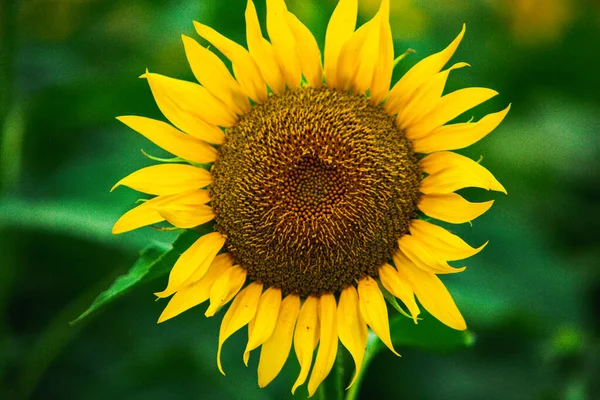 Beautiful Field Blooming Sunflowers Sunset Golden Light Blurry Landscape Background — Stock Photo, Image