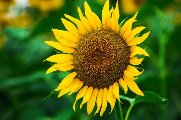 Mooi Veld Van Bloeiende Zonnebloemen Tegen Zonsondergang Gouden Licht Wazig — Stockfoto