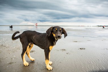 Yağmurdan sonra sahilde koşan mutlu terk edilmiş köpek.. 