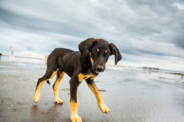 Yağmurdan sonra sahilde koşan mutlu terk edilmiş köpek.. 