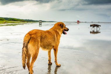 Yağmurdan sonra sahilde koşan mutlu terk edilmiş köpek.. 