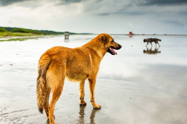 Yağmurdan sonra sahilde koşan mutlu terk edilmiş köpek.. 