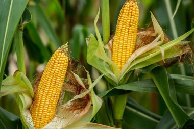 # Tarlada yeşil yapraklara sarılı mısır #.